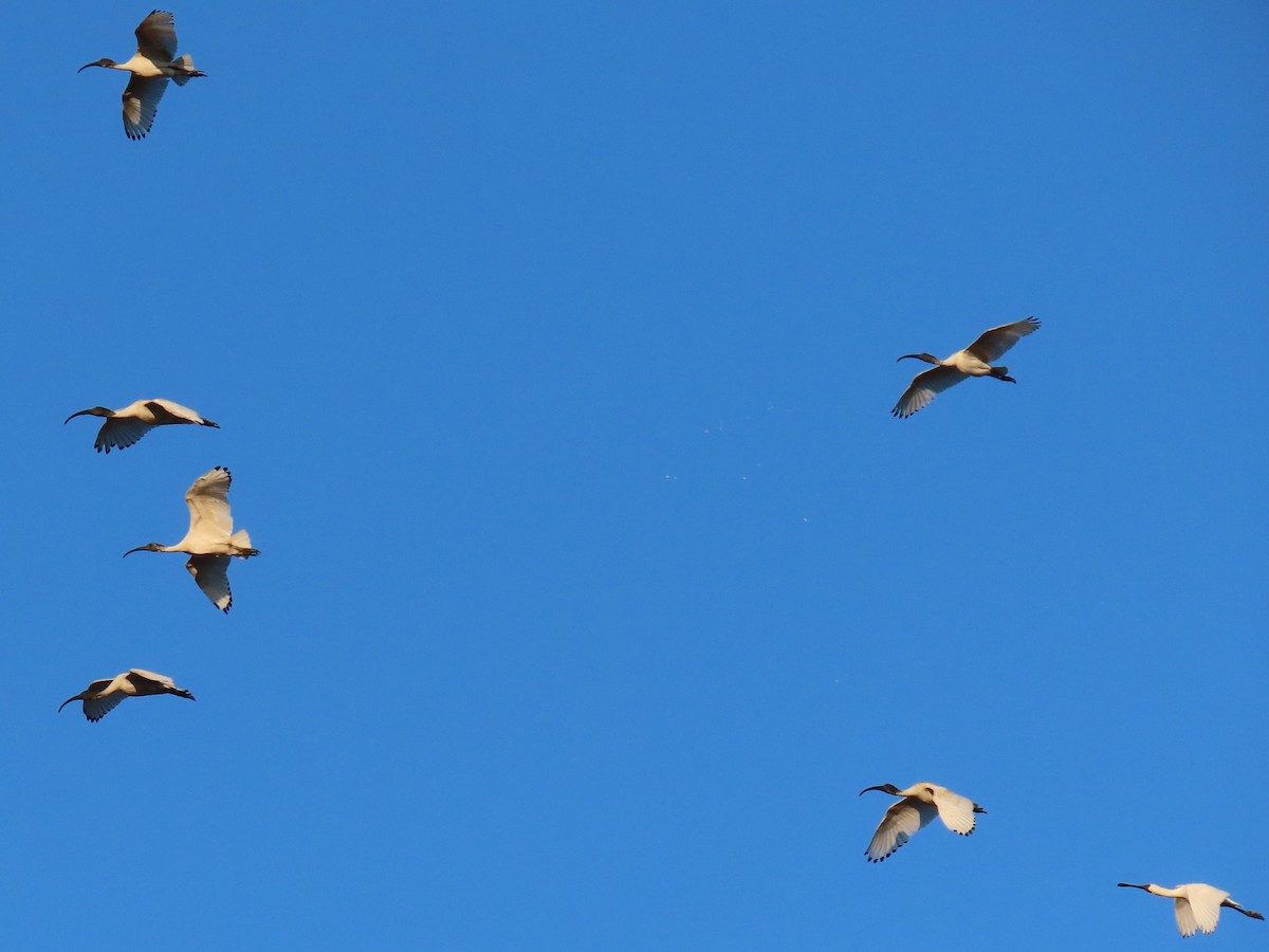 Australian Ibis - ML644793249