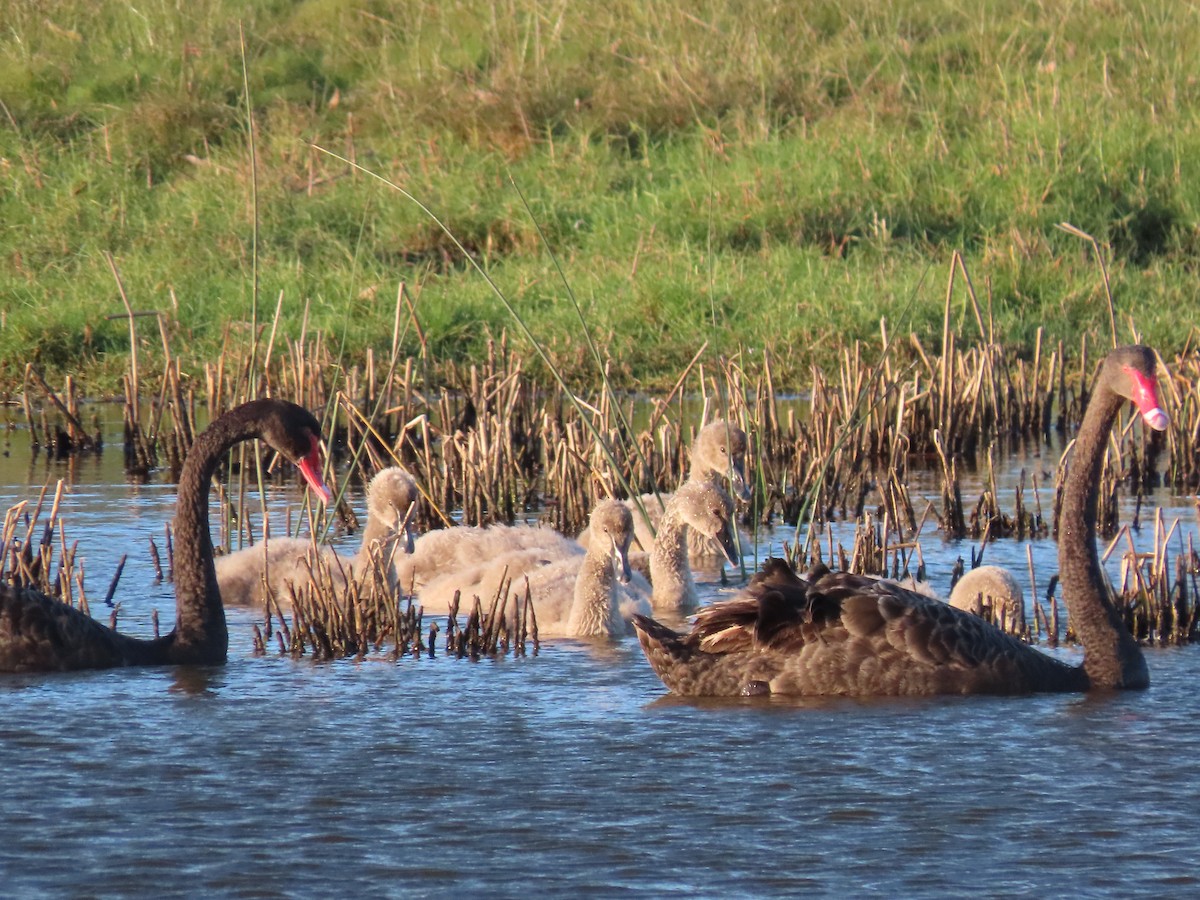 Black Swan - ML644793256