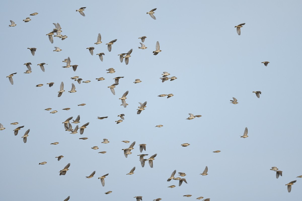 Alouette de Sykes - ML644793257