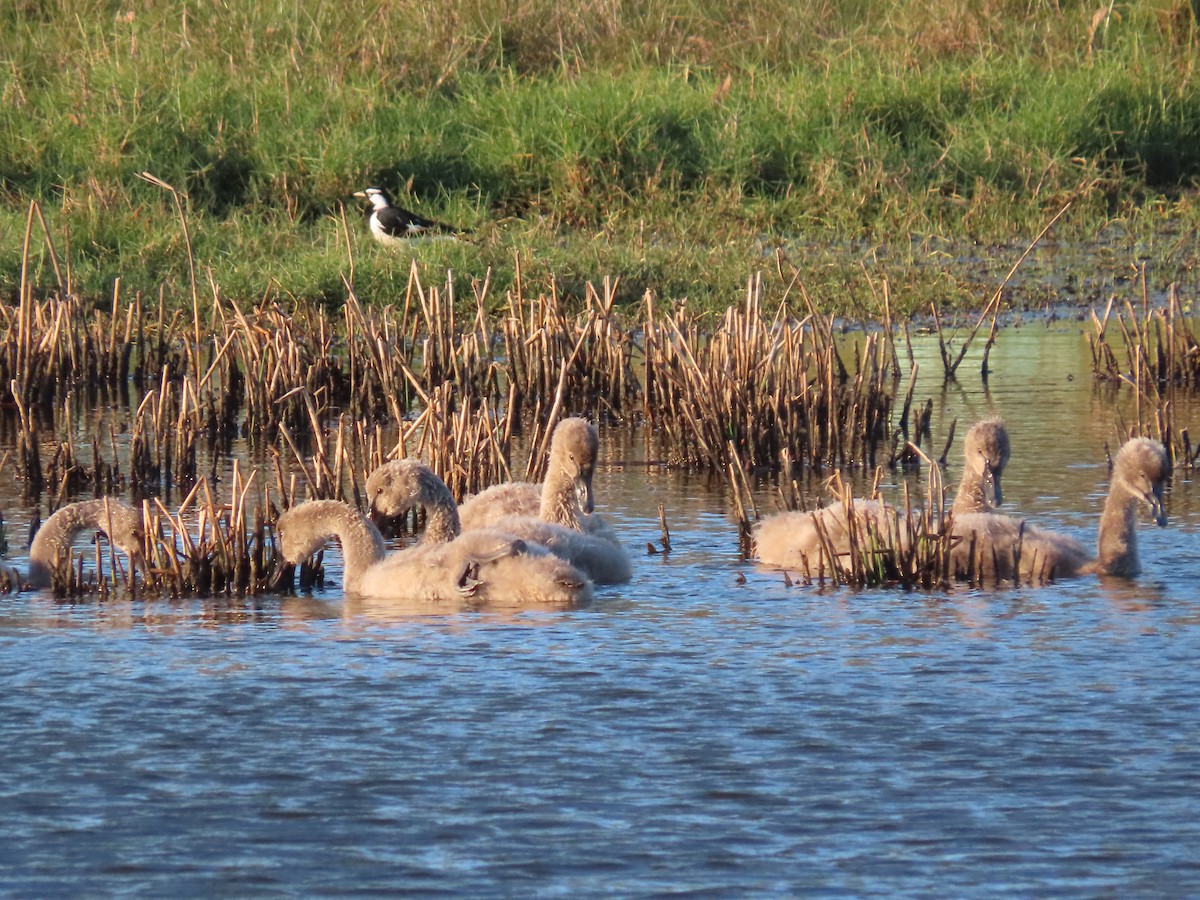 Black Swan - ML644793260