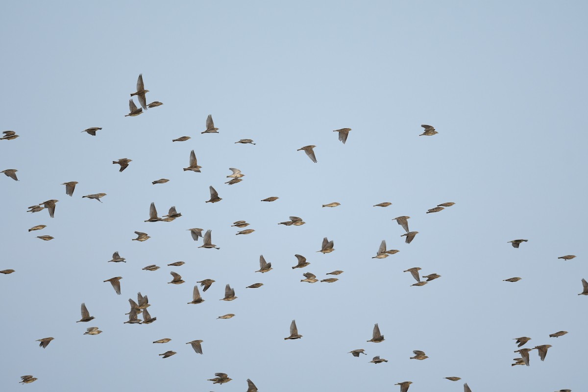 Alouette de Sykes - ML644793262