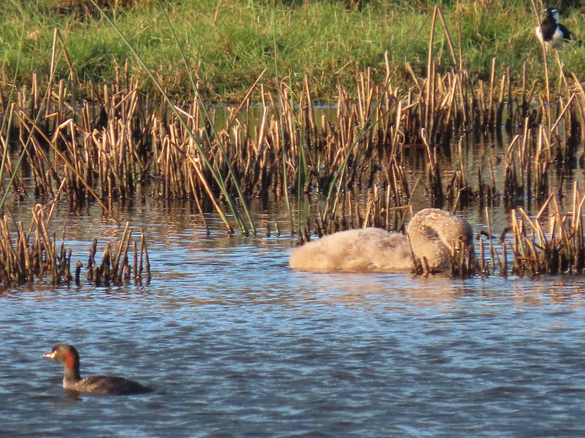 Australasian Grebe - ML644793264