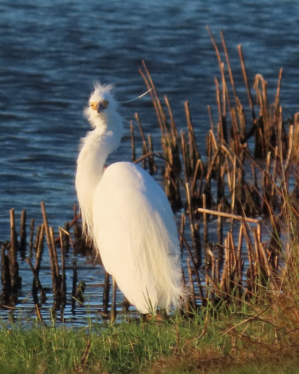 Plumed Egret - ML644793267