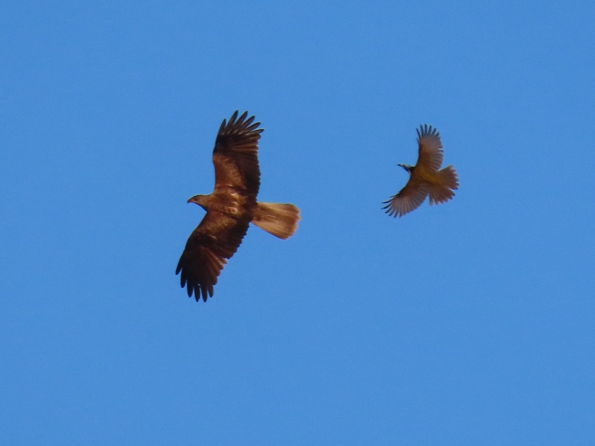 Whistling Kite - ML644793270