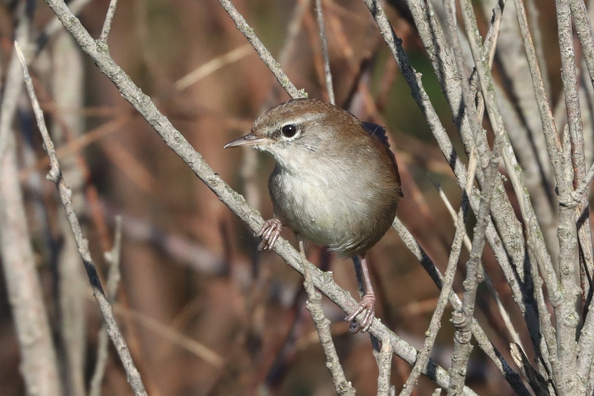 Cetti's Warbler - ML644793271