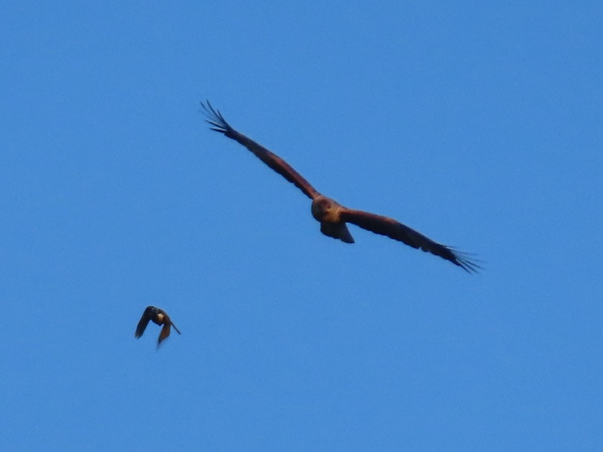 Whistling Kite - ML644793276