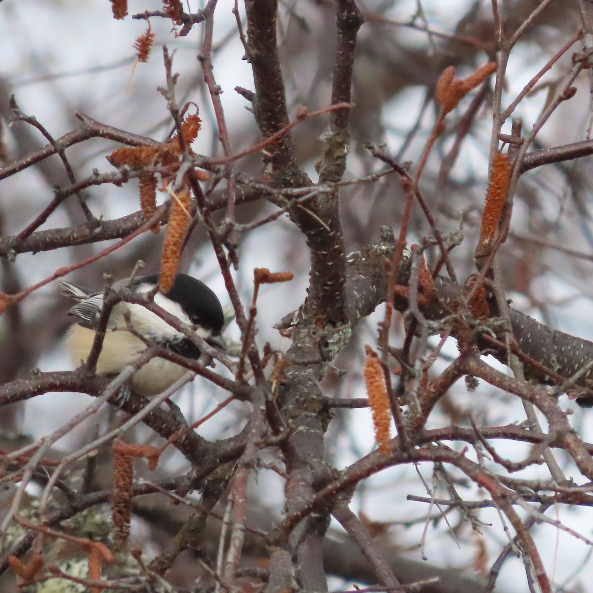 Гаїчка світлокрила - ML644793285
