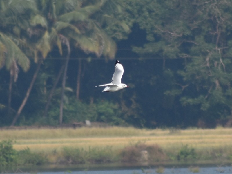 Gaviota Centroasiática - ML644793298