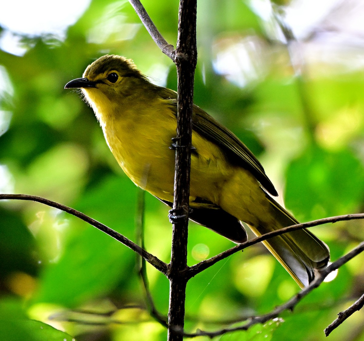 Yellow-browed Bulbul - ML644793308
