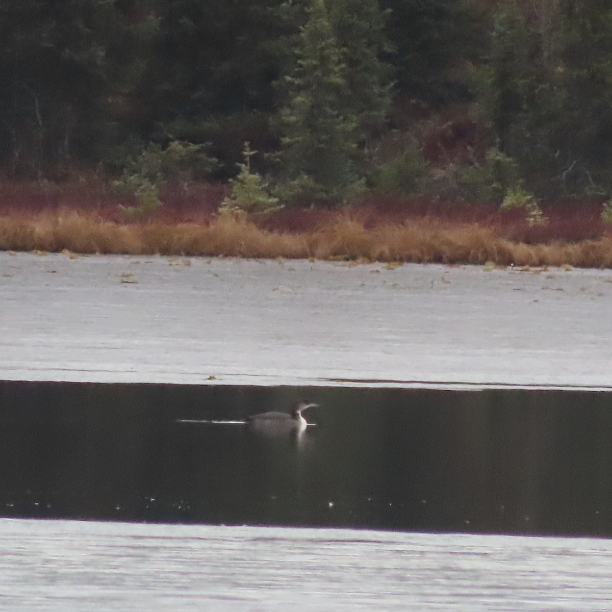 Гагара полярна - ML644793314