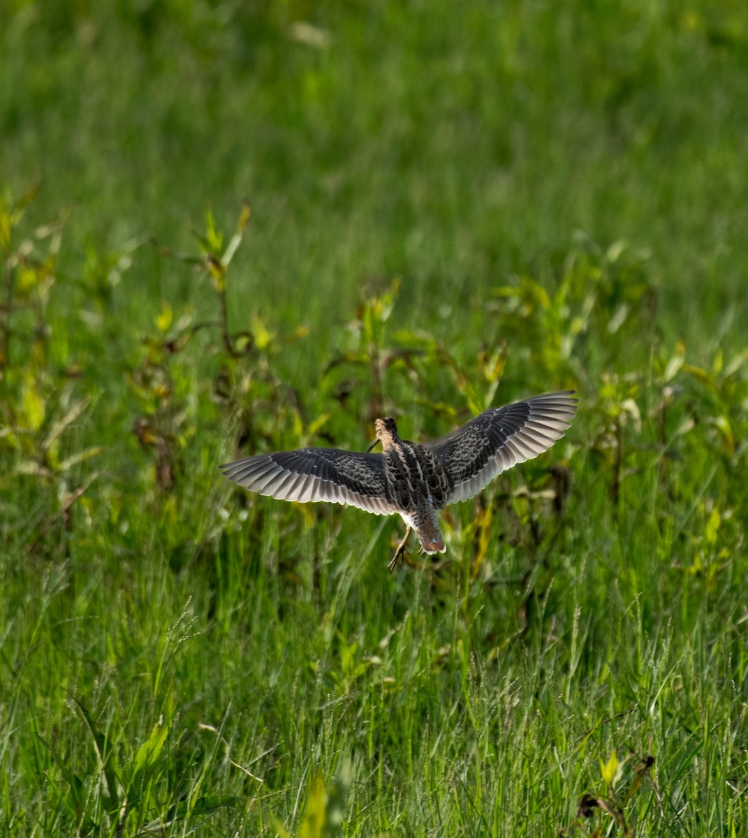 ハリオシギ - ML644793315