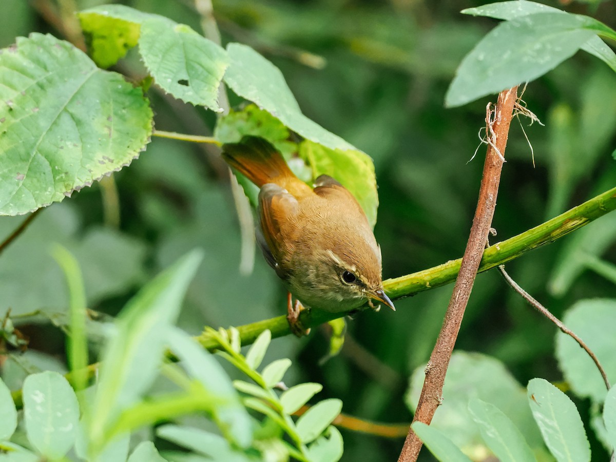 Cetia Montana - ML644793323