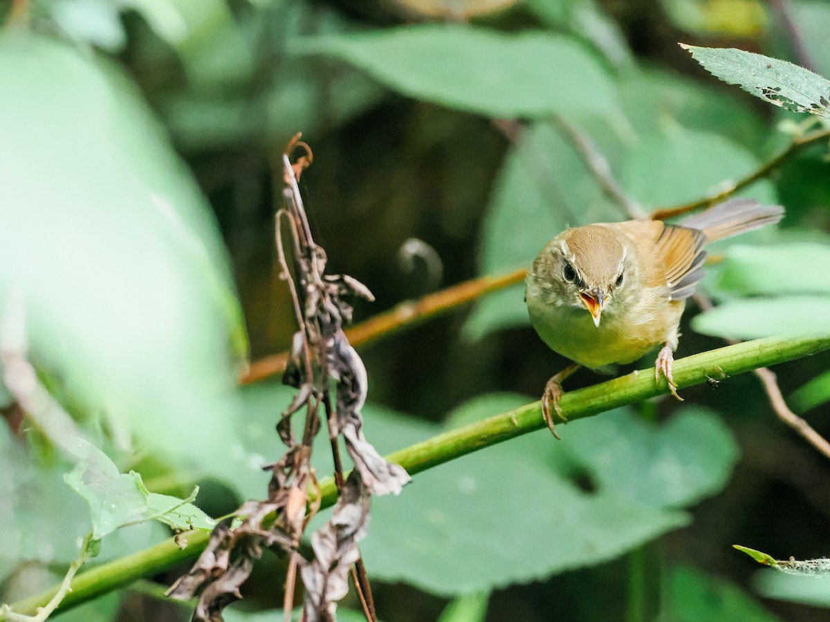 Cetia Montana - ML644793324