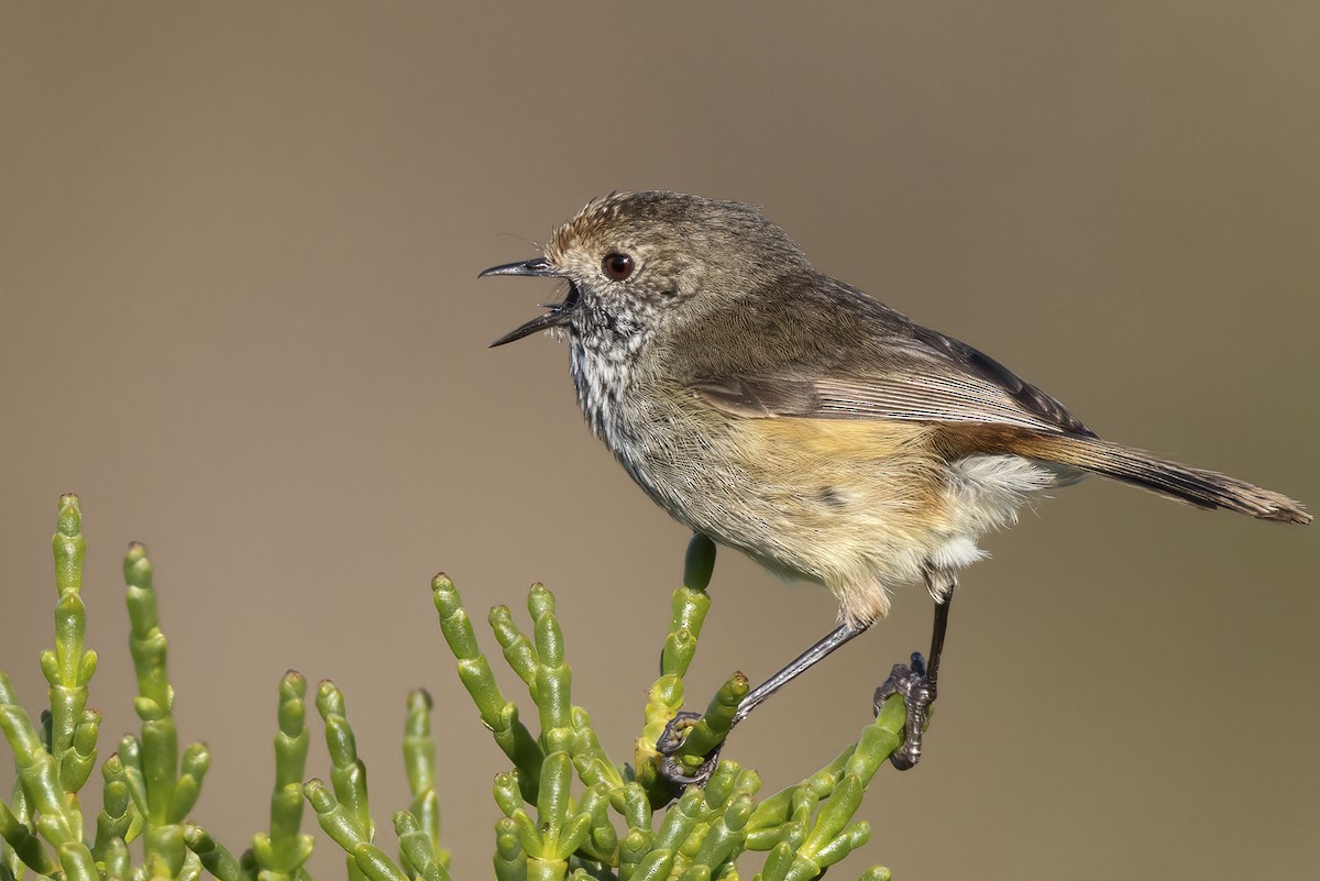Brown Thornbill - ML644793329