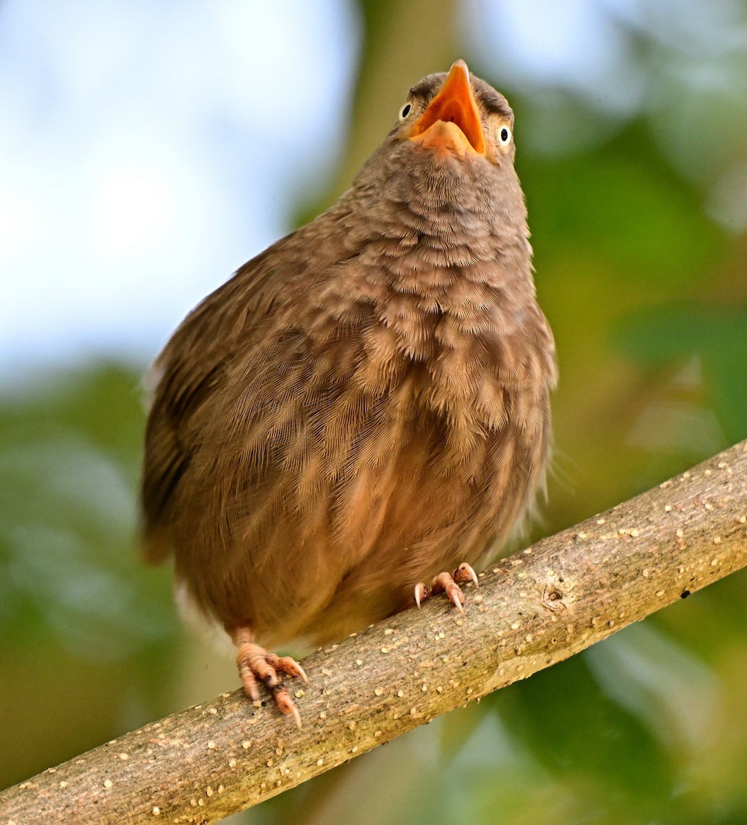 Jungle Babbler - ML644793331