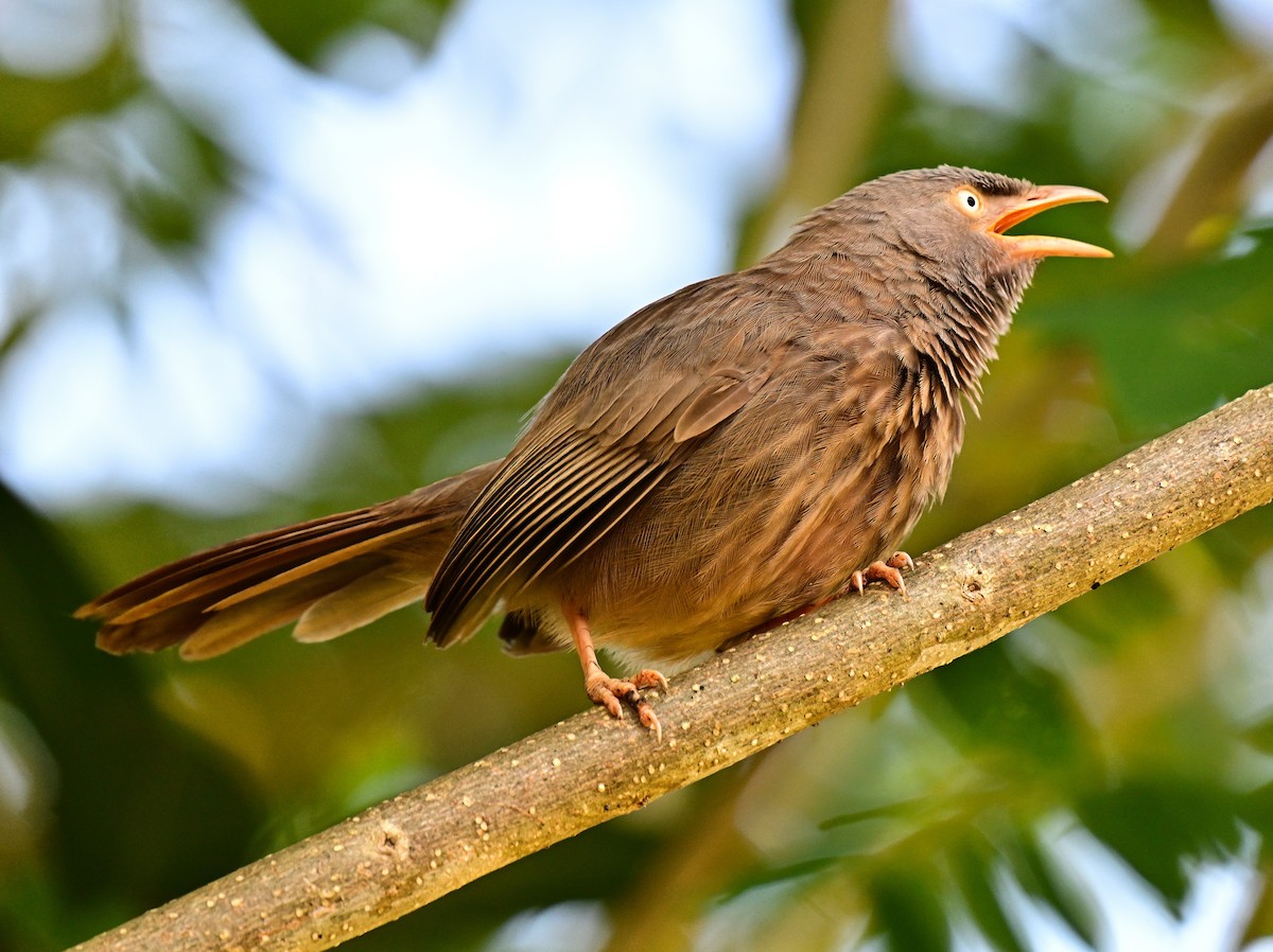 Jungle Babbler - ML644793332