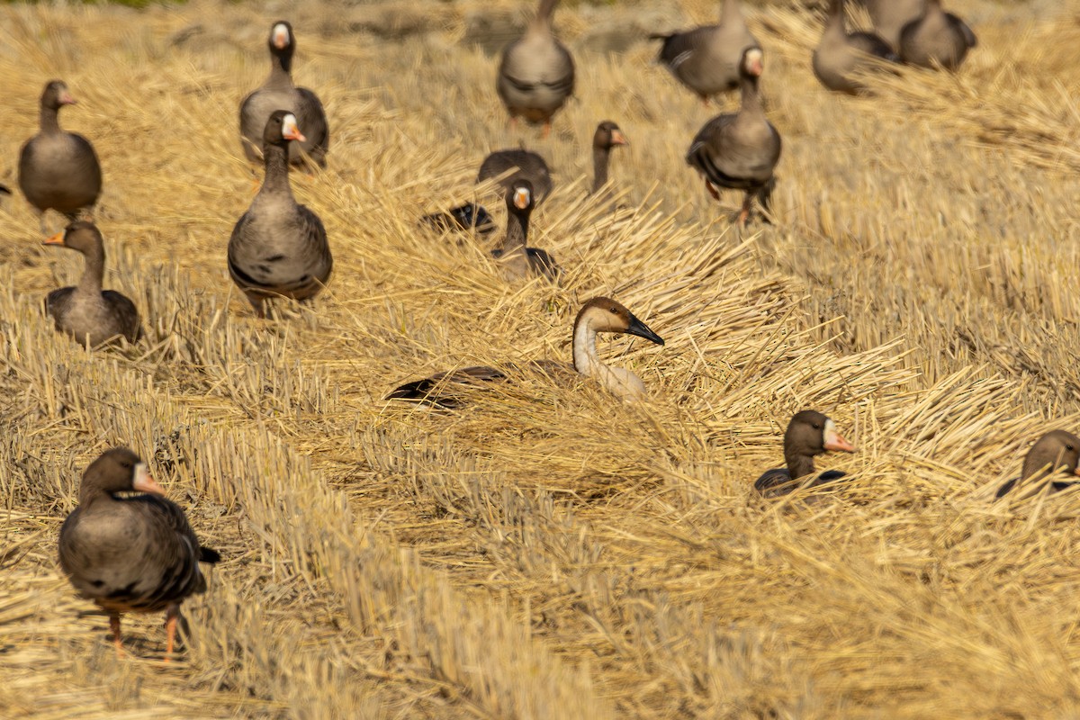 Ánsar Cisnal - ML644793337