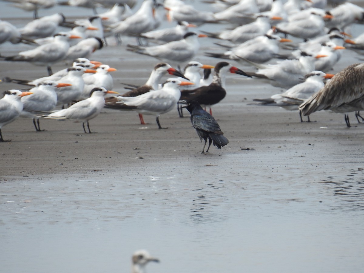 Melodious Blackbird - ML644793346