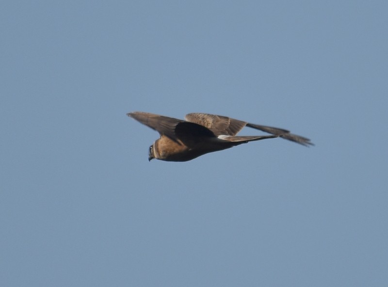 Pallid Harrier - ML644793358