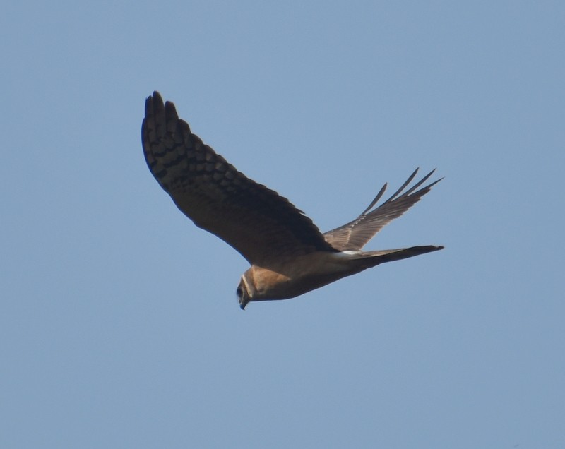 Pallid Harrier - ML644793359