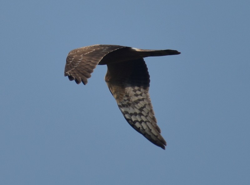 Pallid Harrier - ML644793360