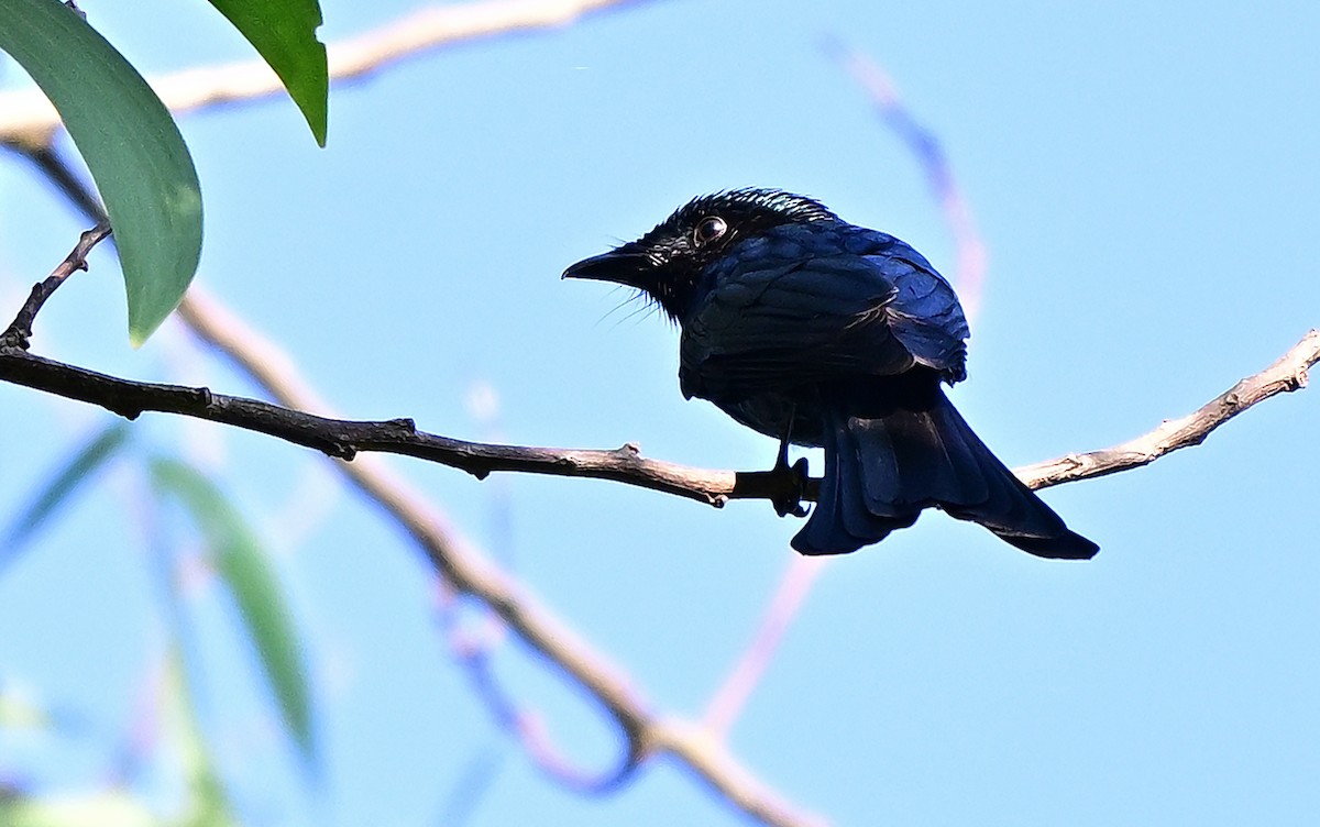 Bronzed Drongo - ML644793361