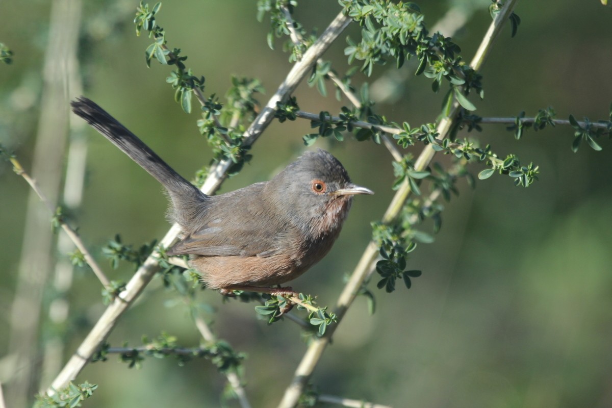 Кропив'янка прованська - ML644793374