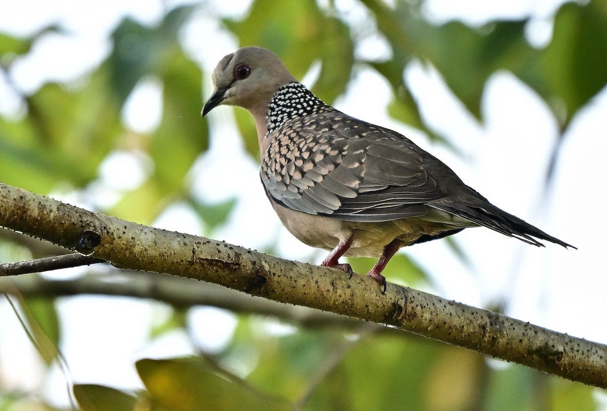 Spotted Dove - ML644793375