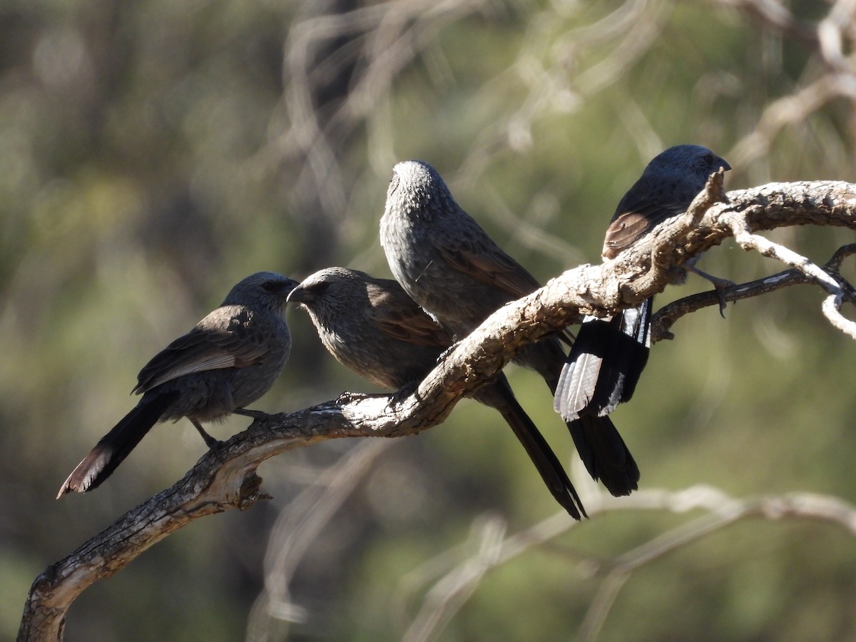 Apostlebird - ML644793376