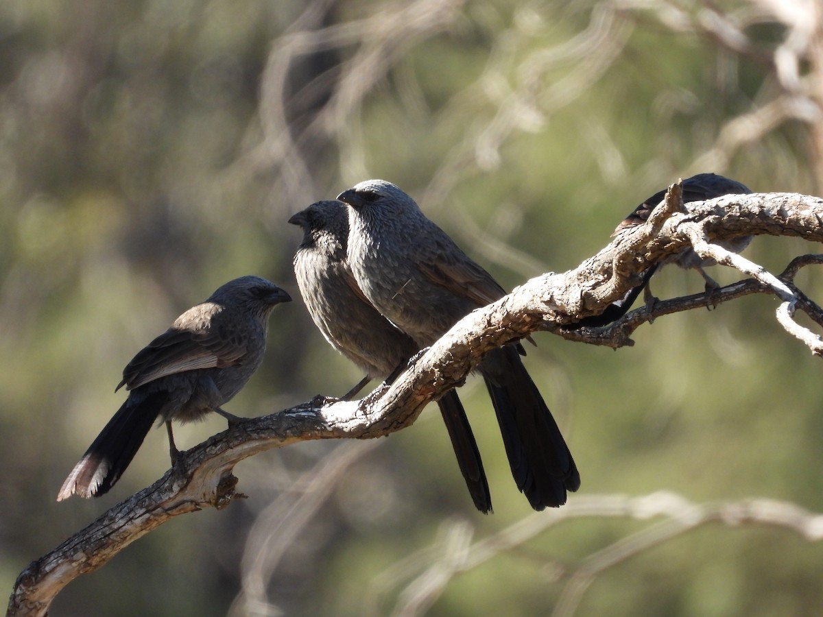 Apostlebird - ML644793381