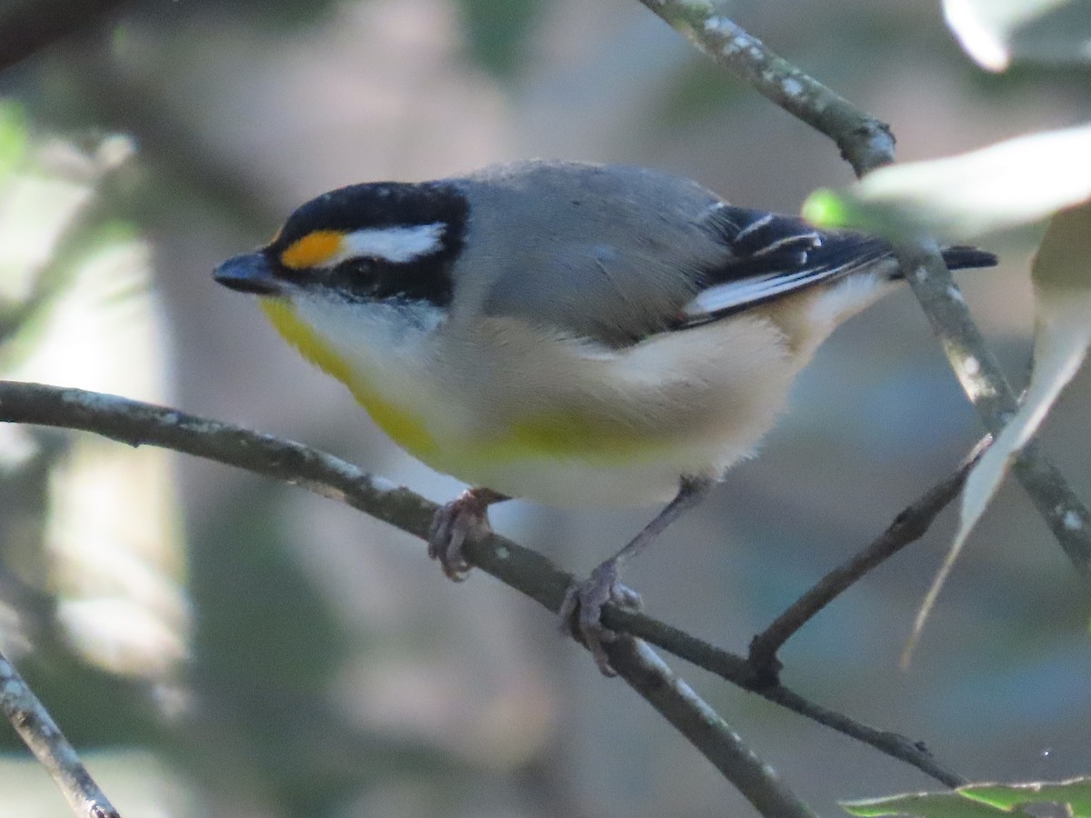 Striated Pardalote - ML644793384