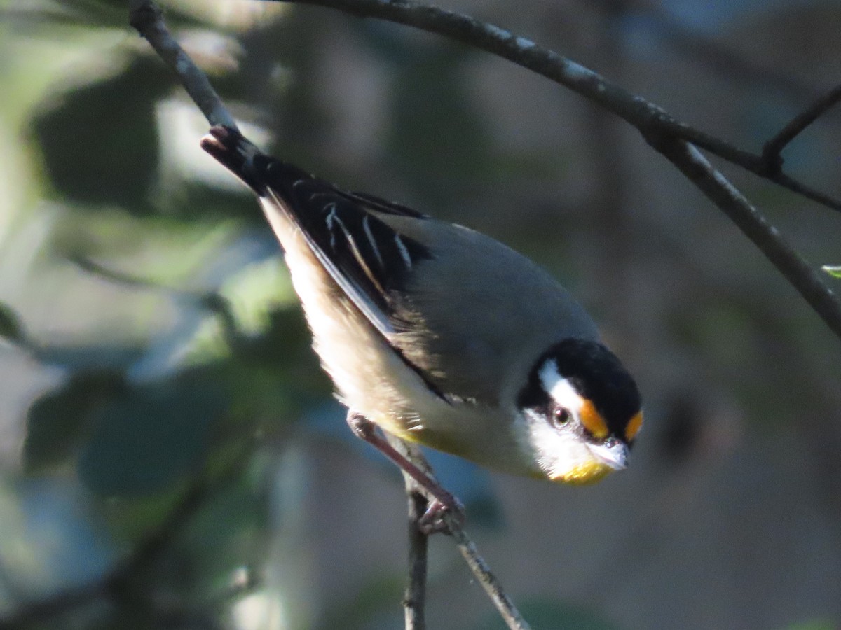 Striated Pardalote - ML644793385