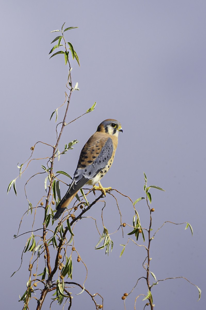 American Kestrel - ML644793386