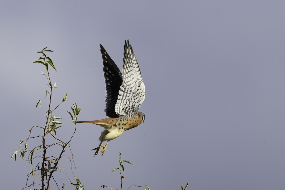 American Kestrel - ML644793387