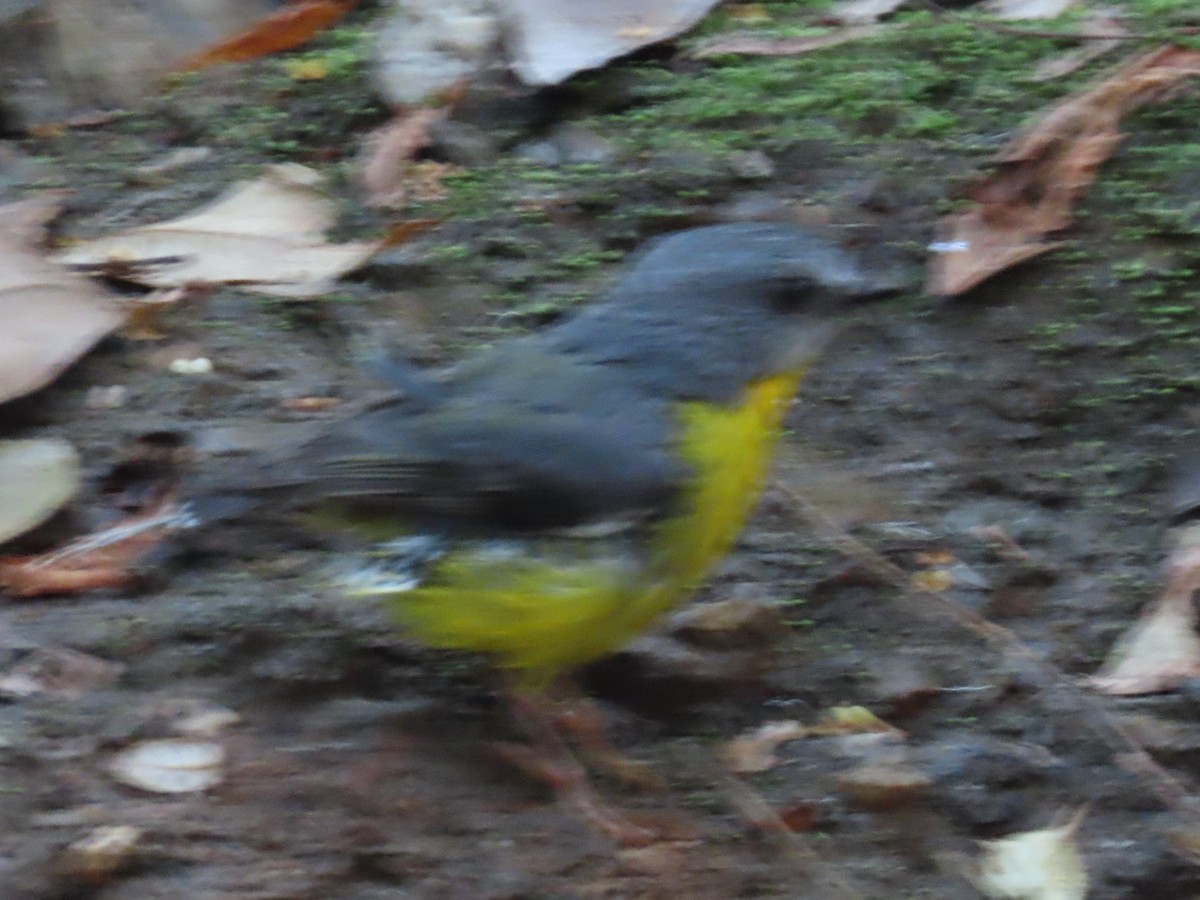 Eastern Yellow Robin - ML644793388