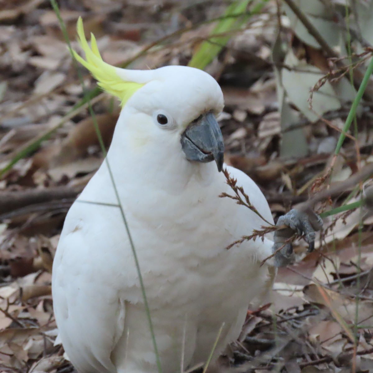 Sulphur-crested Cockatoo - ML644793390