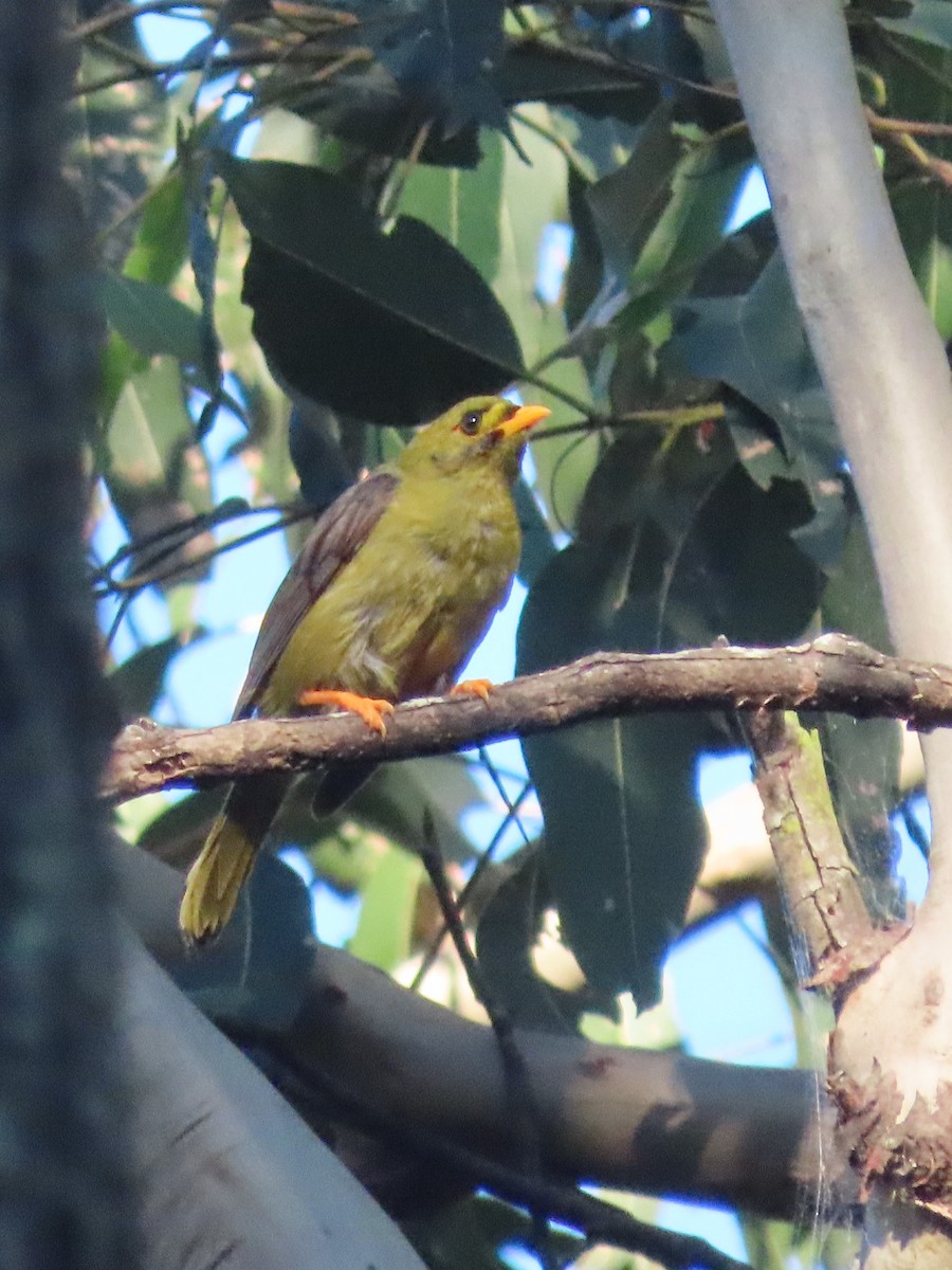 Bell Miner - ML644793392