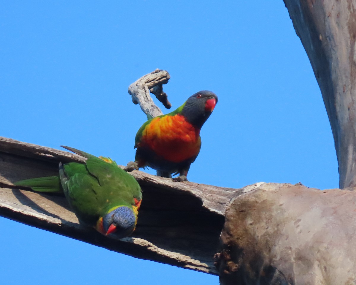 Rainbow Lorikeet - ML644793394