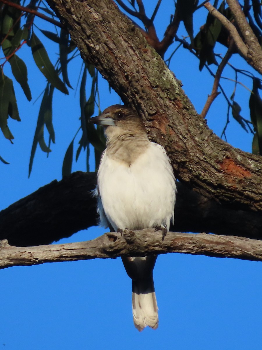 Pied Butcherbird - ML644793395