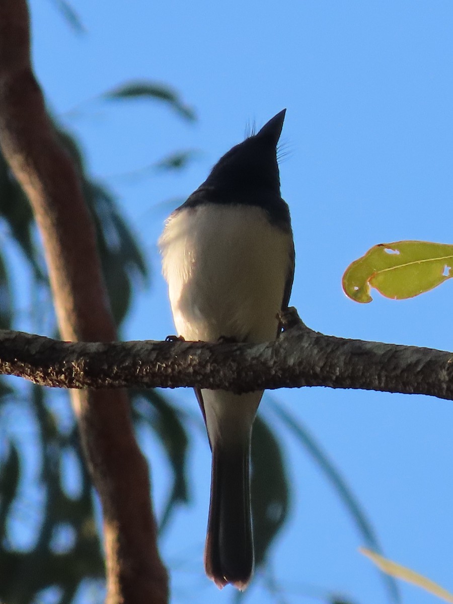 Leaden Flycatcher - ML644793396