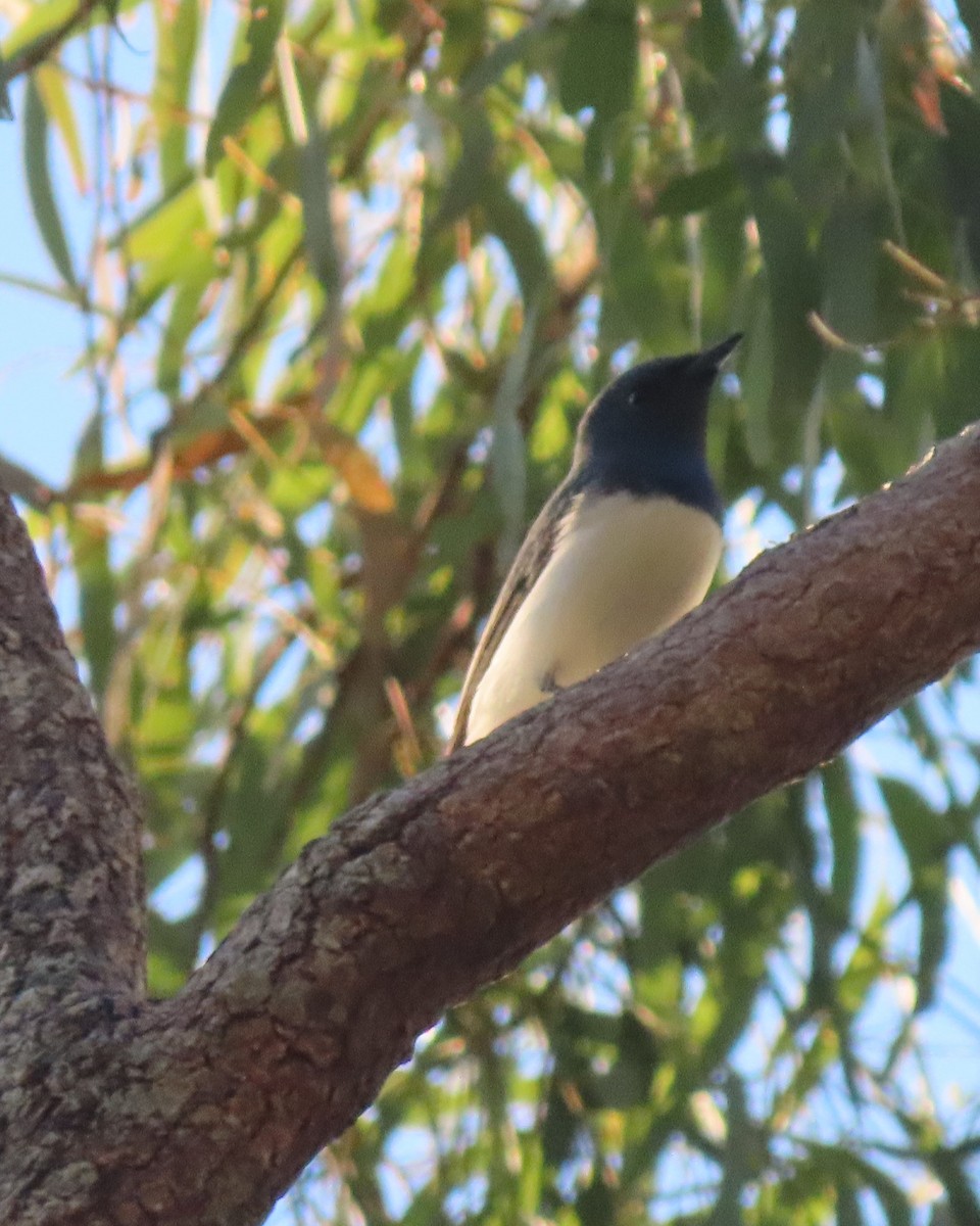 Leaden Flycatcher - ML644793397