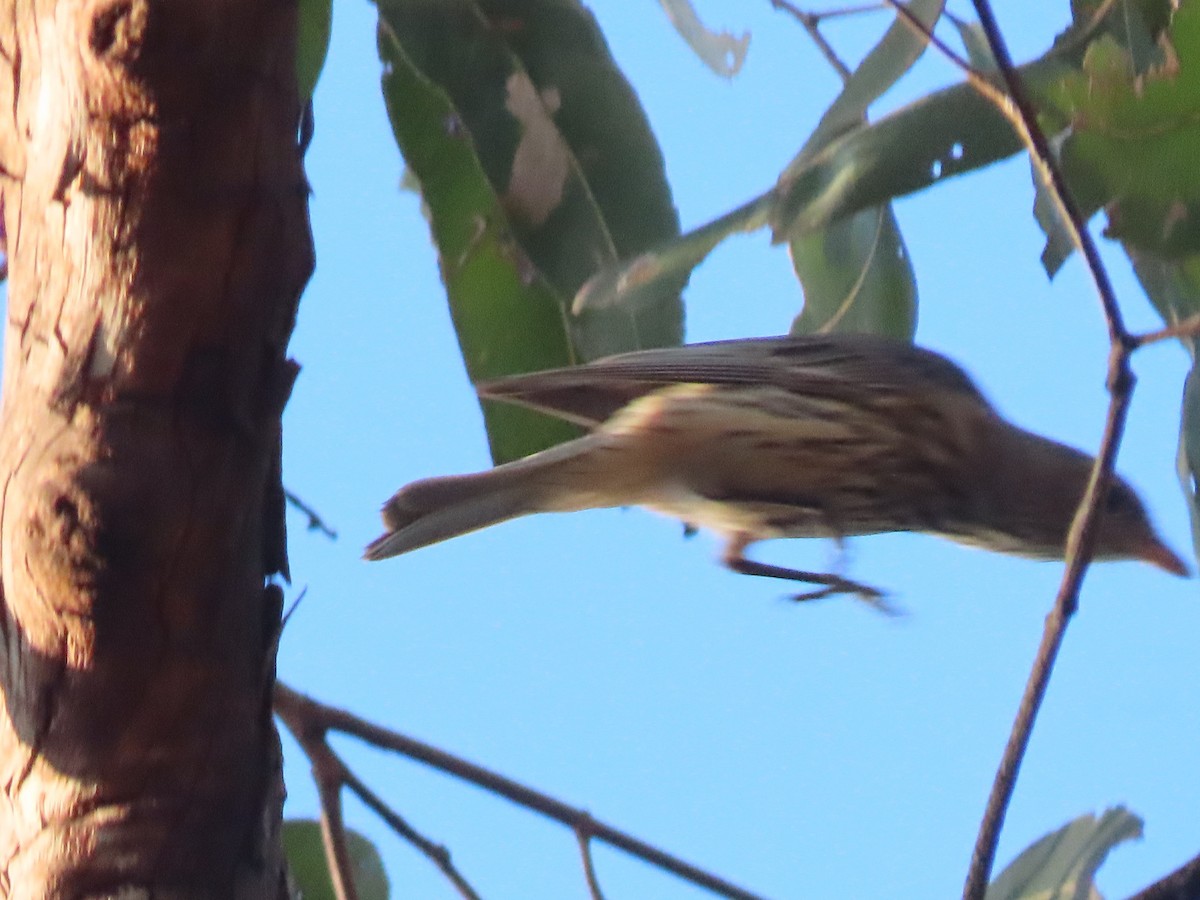 Rufous Whistler - ML644793398