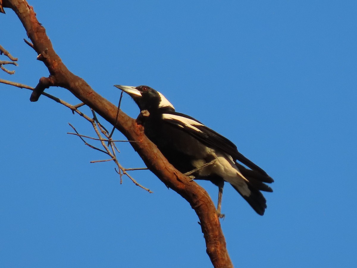 Australian Magpie - ML644793406