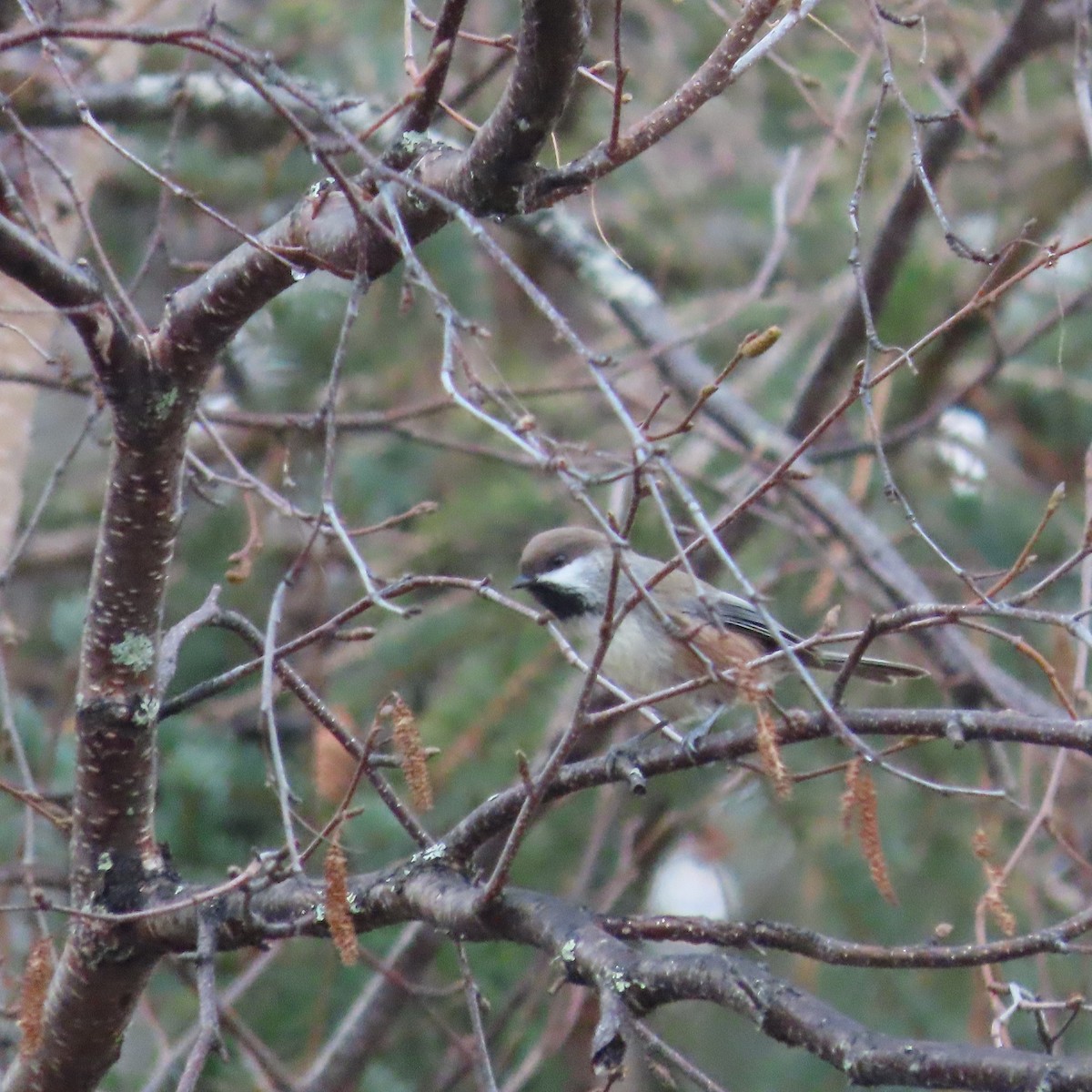 Гаїчка канадська - ML644793407