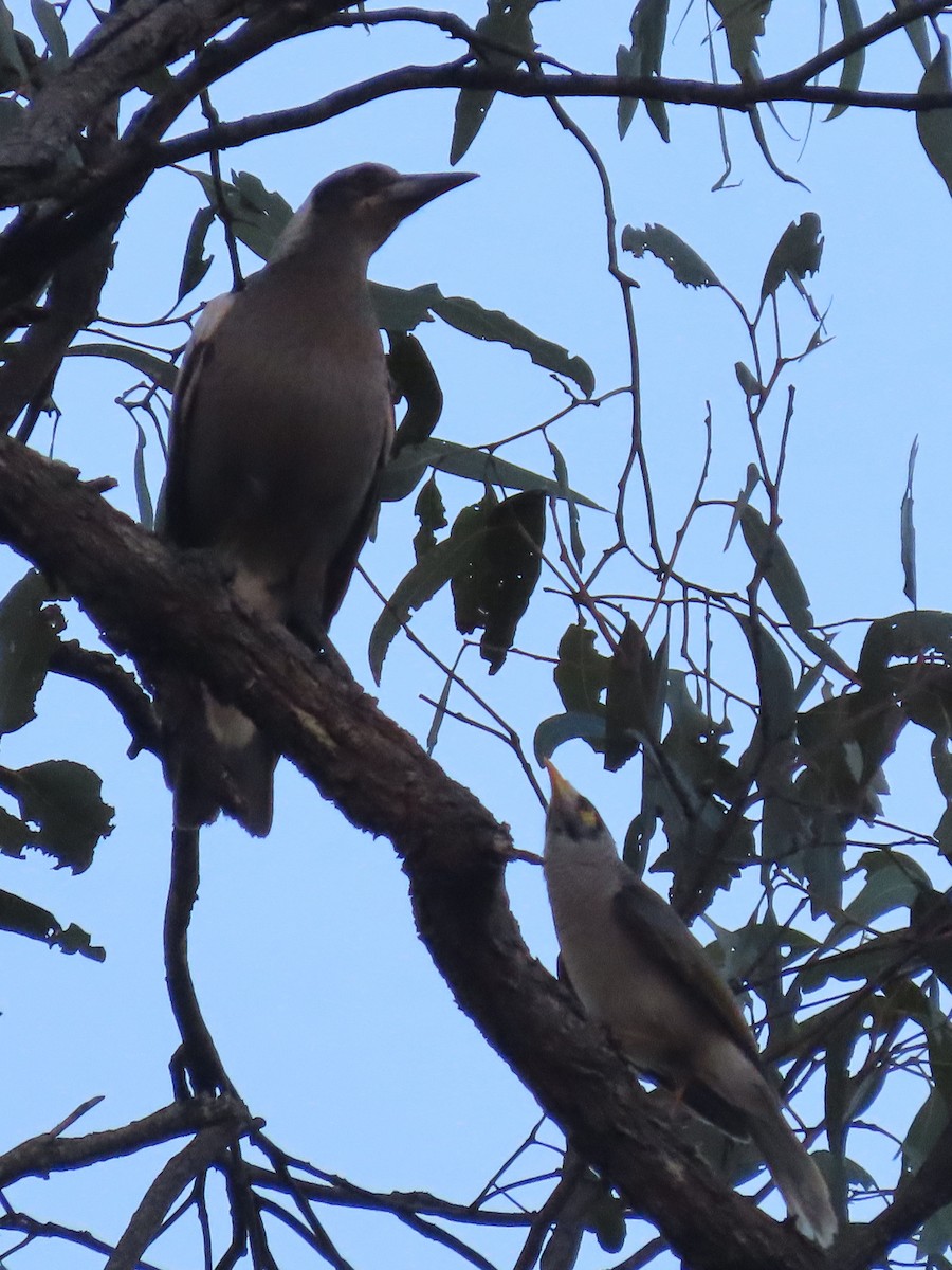 Noisy Miner - ML644793408
