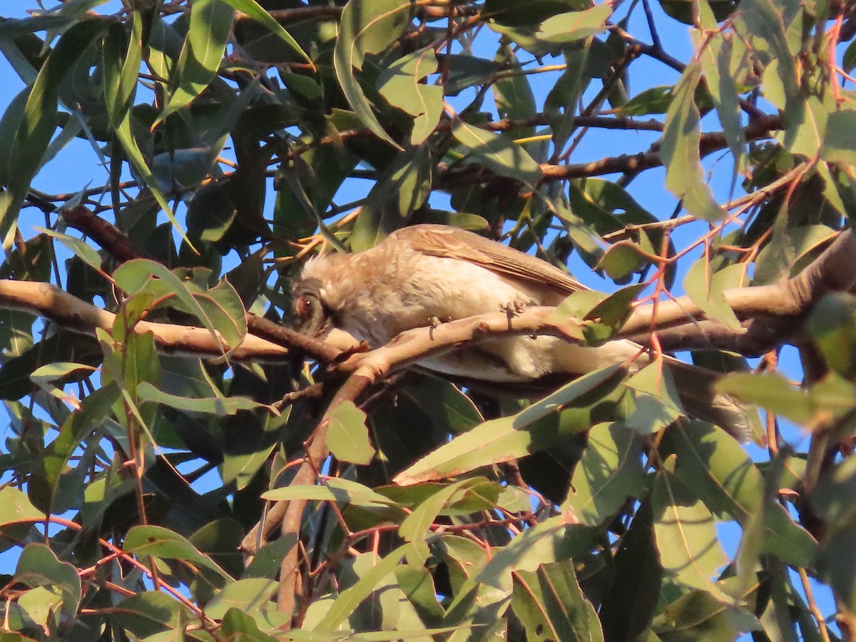 Noisy Friarbird - ML644793409