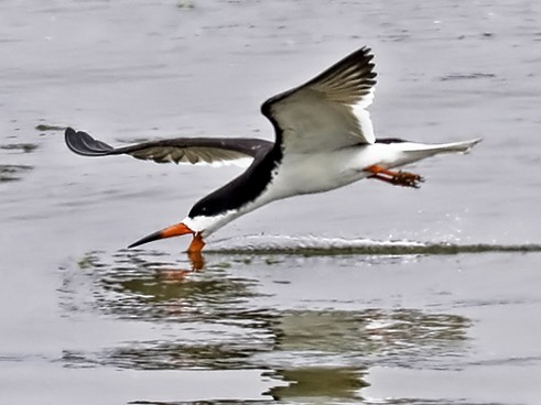 Black Skimmer - ML64479341