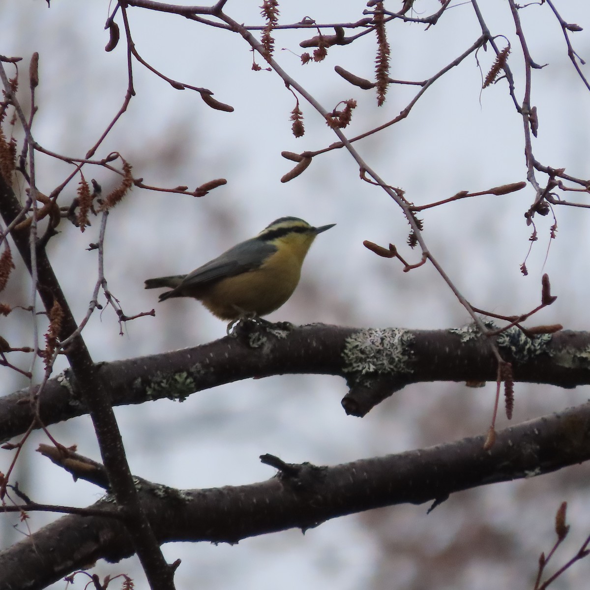 Повзик канадський - ML644793410