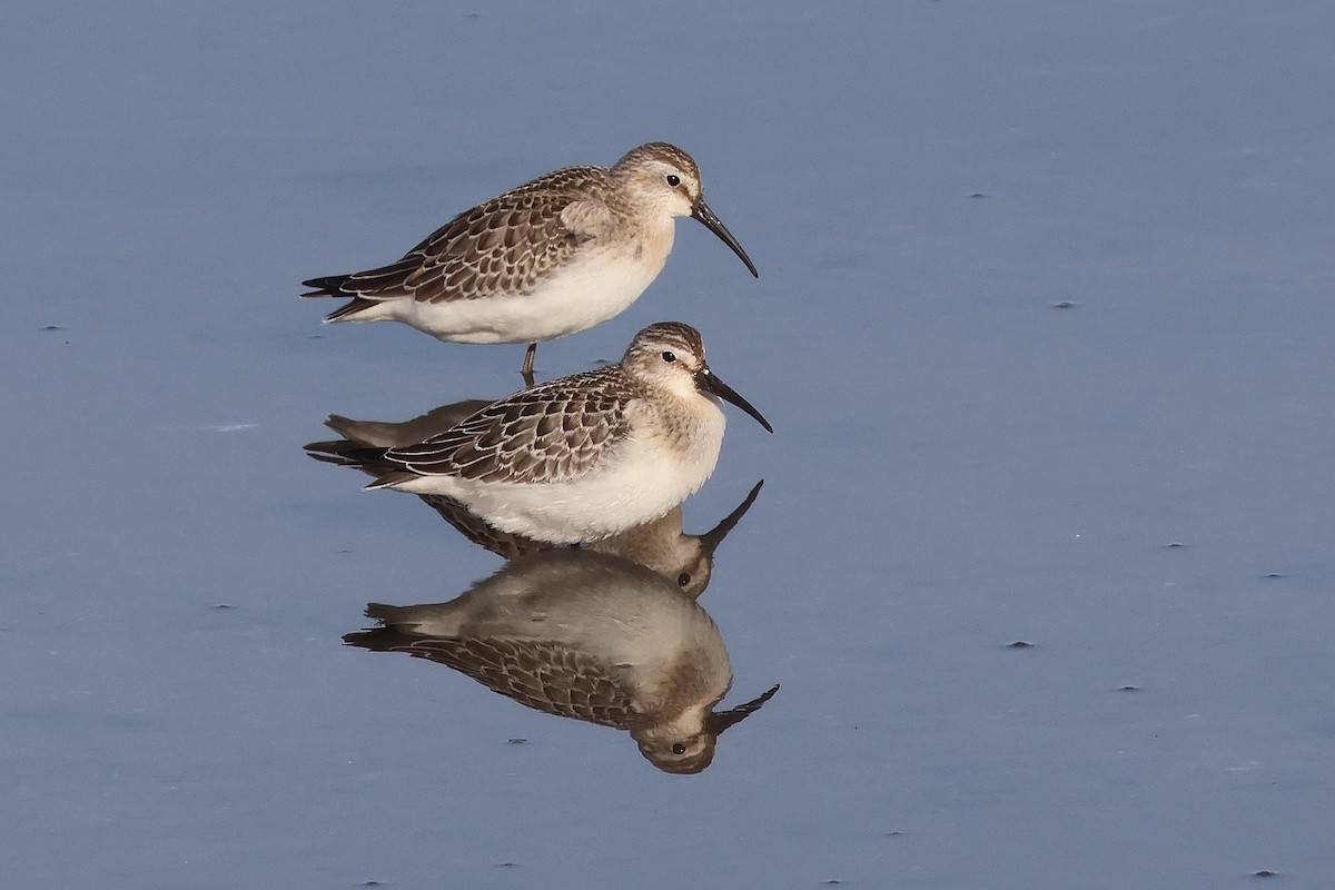 Txirri kurlinta - ML644793430