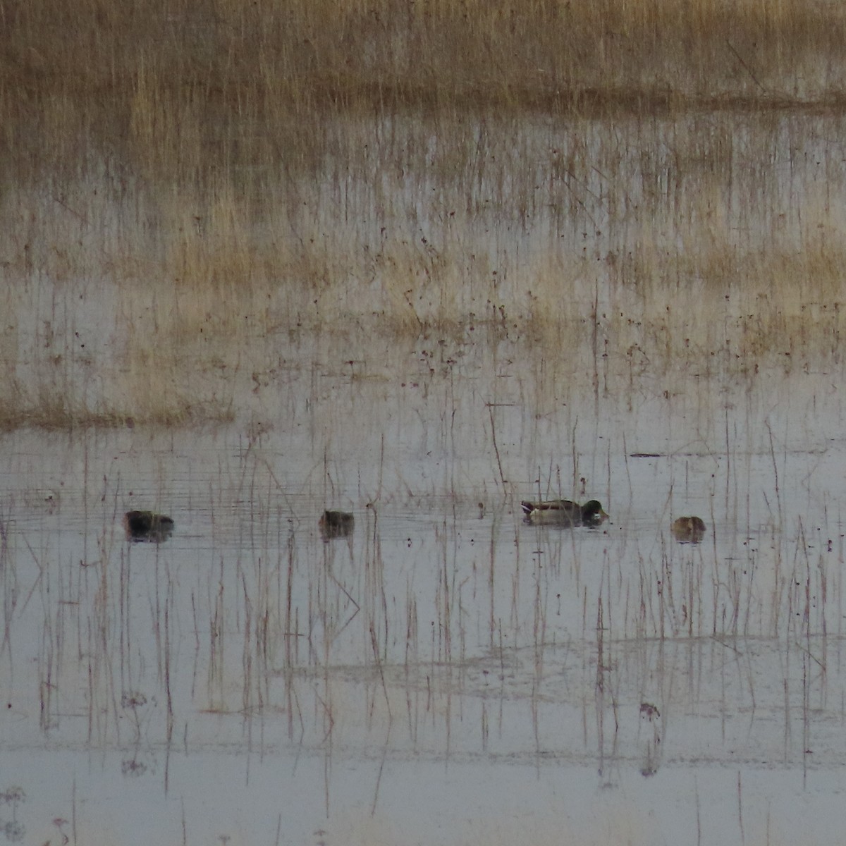 Крижень звичайний - ML644793438